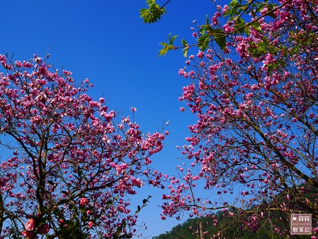 楓樹湖木蓮花