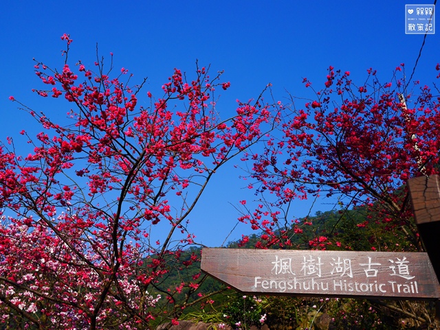 楓樹湖木蓮花