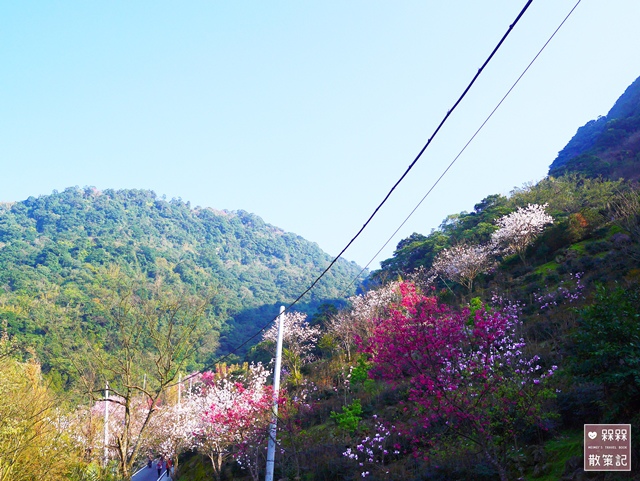 楓樹湖木蓮花