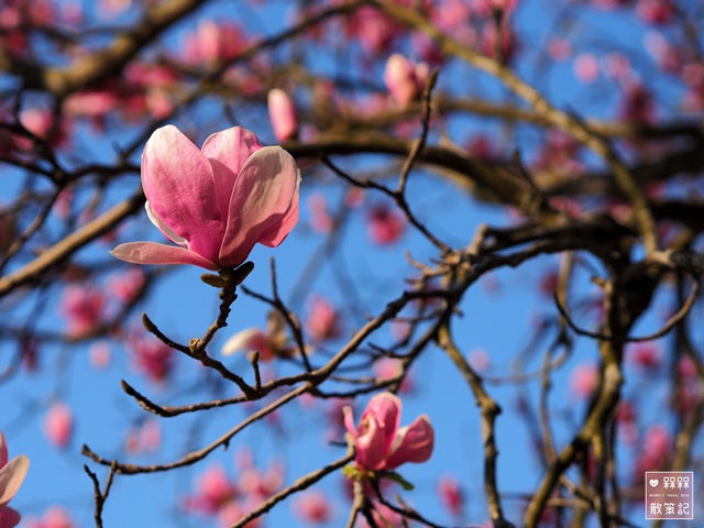 楓樹湖木蓮花