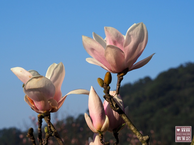 楓樹湖木蓮花