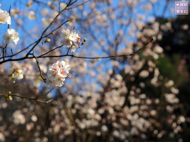 楓樹湖木蓮花