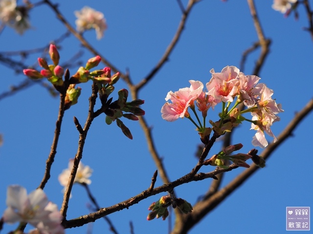 楓樹湖木蓮花