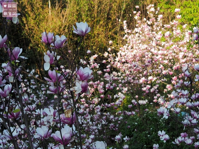 楓樹湖木蓮花