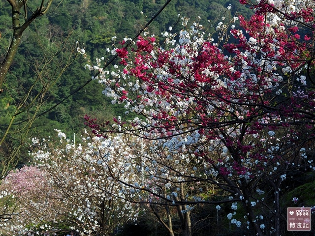 楓樹湖木蓮花