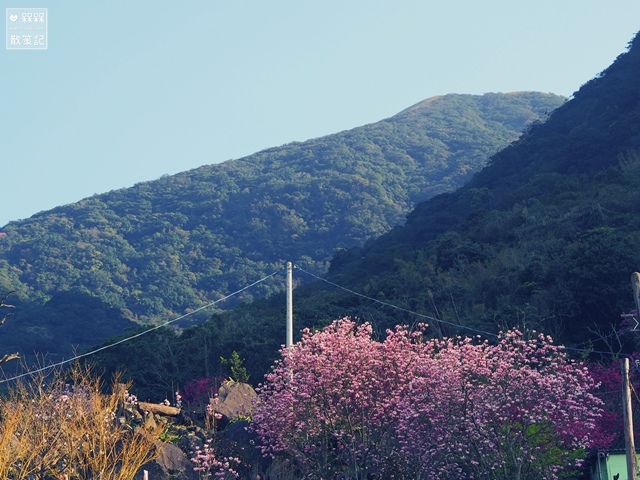 楓樹湖木蓮花