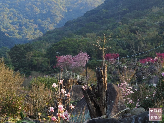 楓樹湖木蓮花