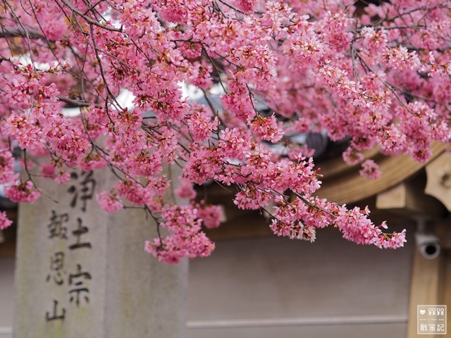 長德寺阿龜櫻