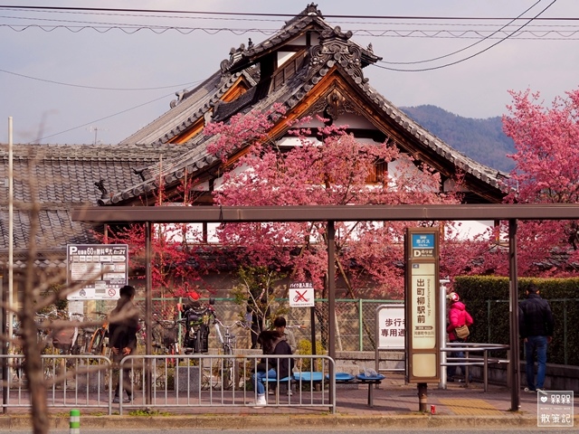 長德寺阿龜櫻