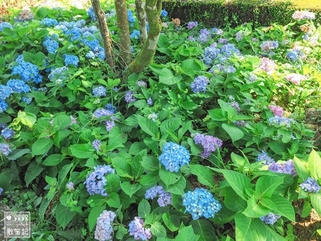 台九縣石牌縣界公園賞繡球花