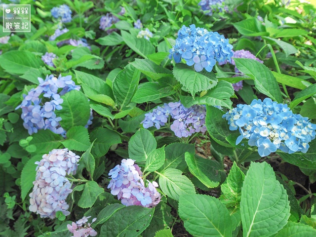 台九縣石牌縣界公園賞繡球花