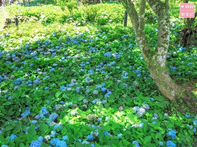 台九縣石牌縣界公園賞繡球花
