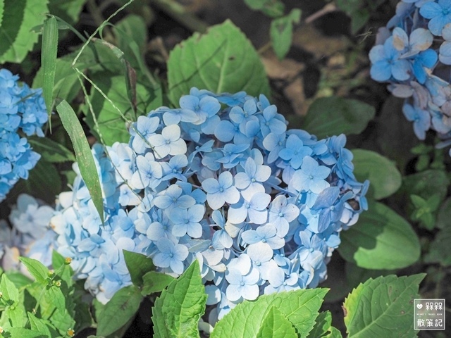 台九縣石牌縣界公園賞繡球花