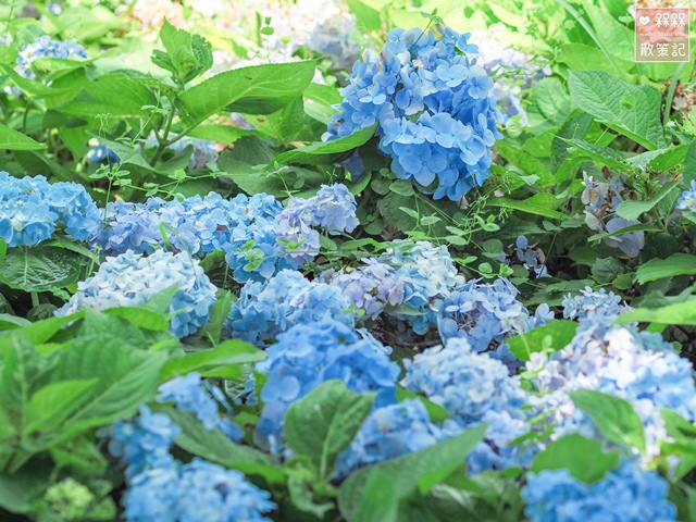 台九縣石牌縣界公園賞繡球花