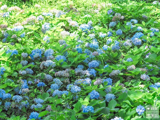 台九縣石牌縣界公園賞繡球花