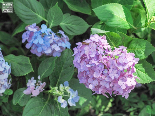 台九縣石牌縣界公園賞繡球花