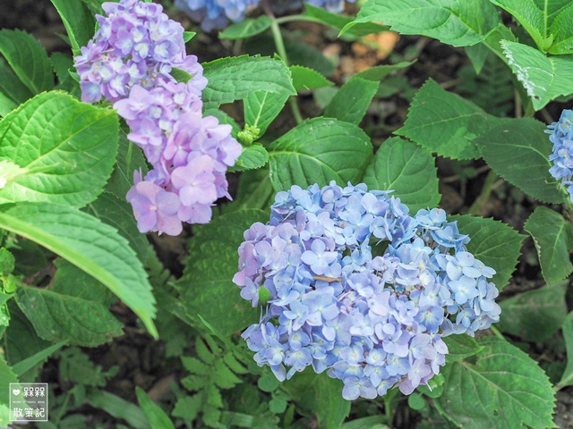 台九縣石牌縣界公園賞繡球花