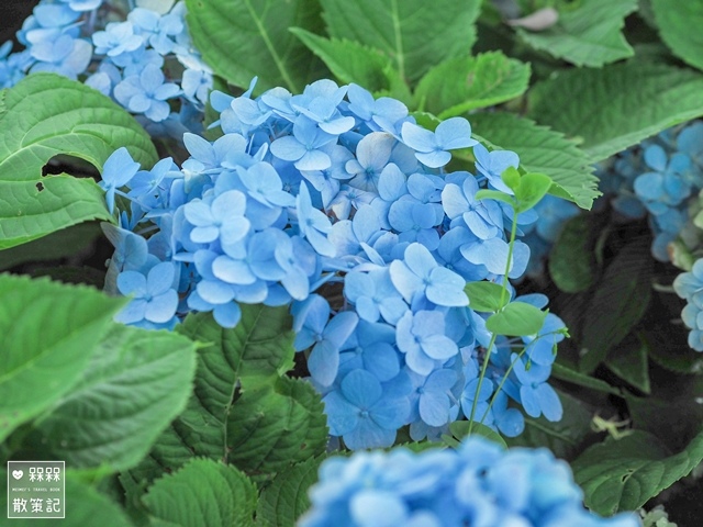 台九縣石牌縣界公園賞繡球花