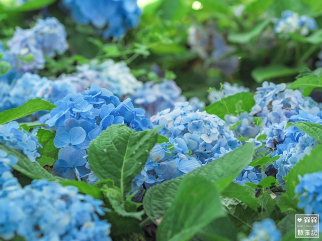 台九縣石牌縣界公園賞繡球花