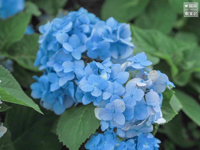 台九縣石牌縣界公園賞繡球花