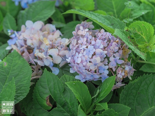 台九縣石牌縣界公園賞繡球花