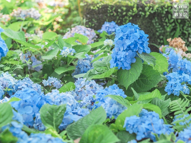 台九縣石牌縣界公園賞繡球花