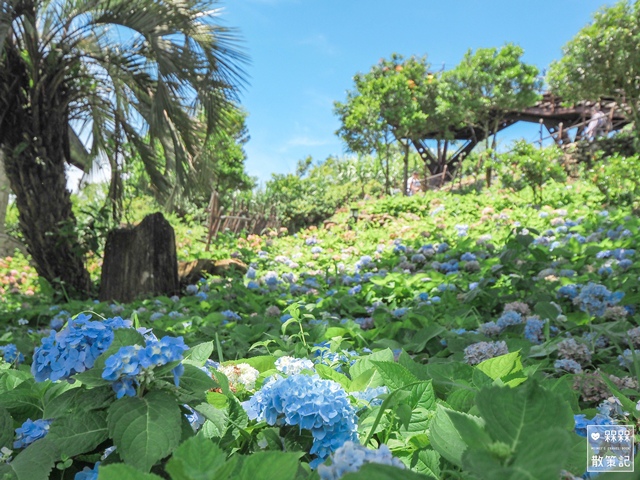 台九縣石牌縣界公園賞繡球花