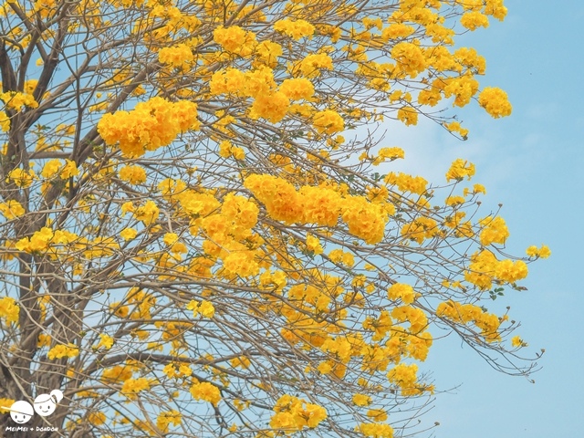 芬園寶藏寺黃花風鈴木