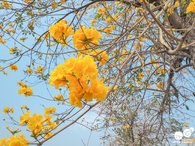 芬園寶藏寺黃花風鈴木