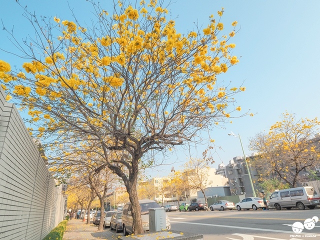 台中太順路黃花風鈴木