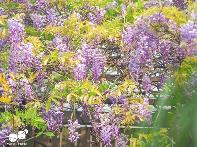 台北花卉村