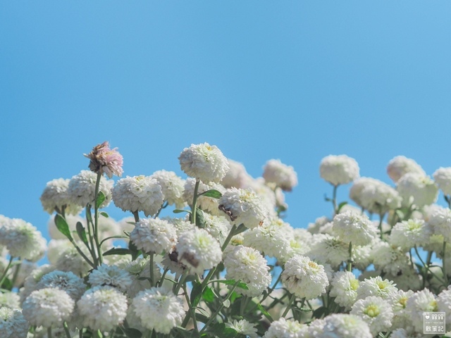 苗栗銅鑼杭菊