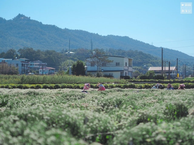 苗栗銅鑼杭菊