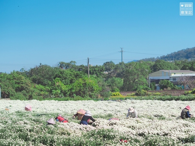 苗栗銅鑼杭菊