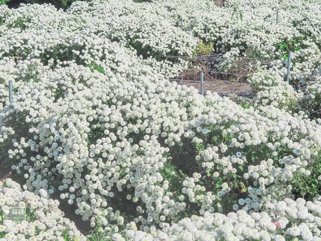 苗栗銅鑼杭菊