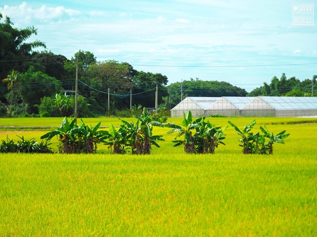 大山宮阿勃勒