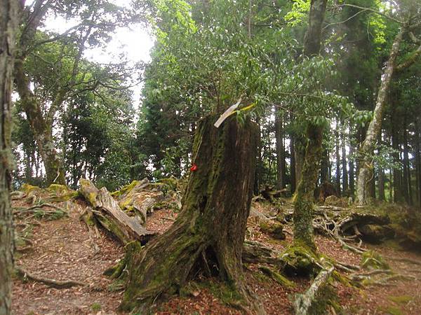 南投竹山杉林溪-爬山初體驗-【水漾森林+鹿屈山】_17.JPG