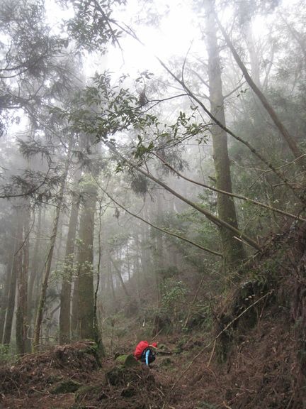 南投竹山杉林溪-爬山初體驗-【水漾森林+鹿屈山】_44.JPG