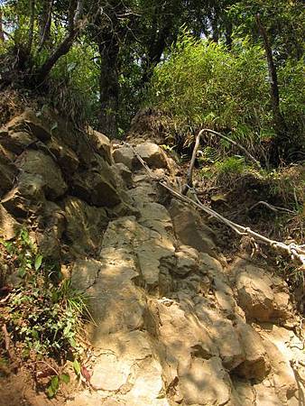 南投竹山杉林溪-爬山初體驗-【水漾森林+鹿屈山】_92.JPG