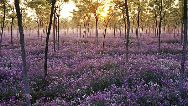 sea_of_flowers