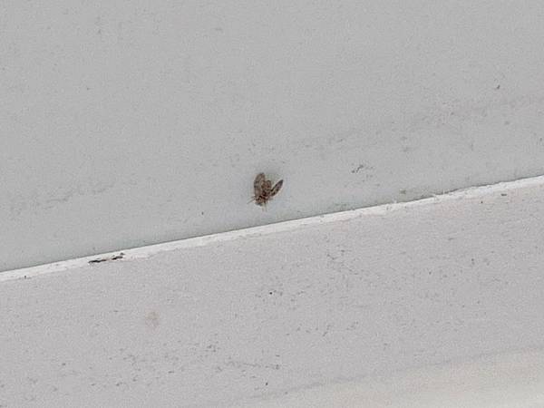 LINE_ALBUM_蛾蚋_230612_4.jpg