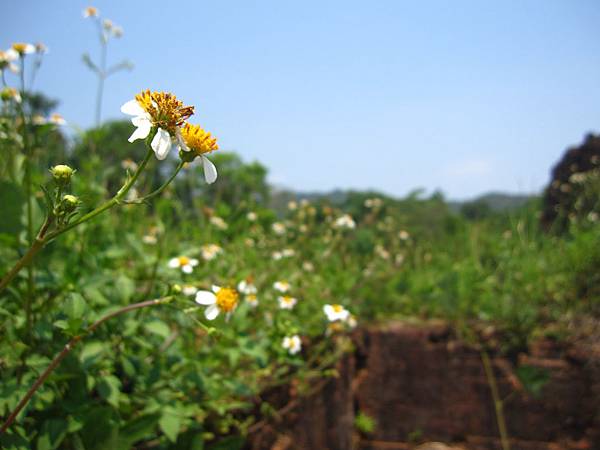 <越南/會安>2016.5.7-5.14 沒有巴黎鐵塔的小法