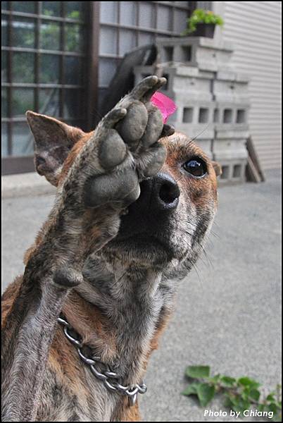 七里海的台灣犬叮噹