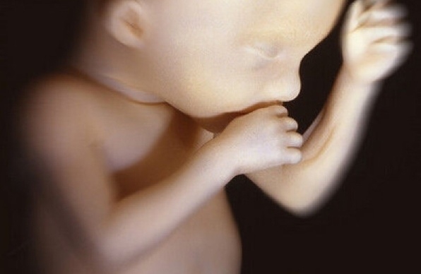 寶寶在子宮裡 寶寶在子宮裡