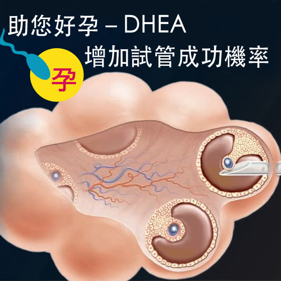 DHEA試管成功機率2.jpg DHEA試管成功機率2.jpg