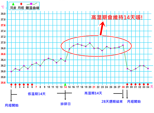 高溫爬升過慢 黃體素不足