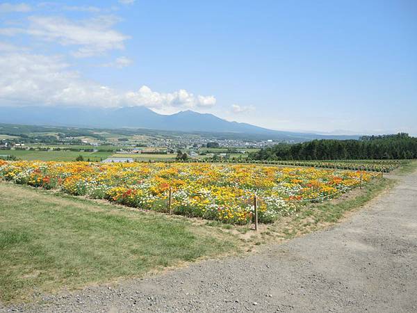 這片花田很棒