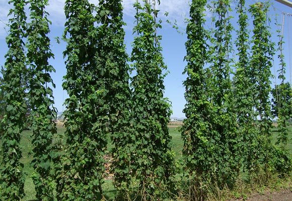 hops_crisis_hops_bine1.jpg