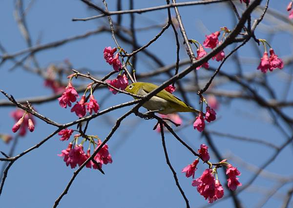 山櫻花