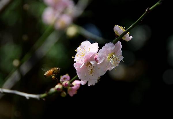 宮粉梅